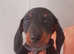 Dachshund puppies boys and girls