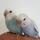 nashwan_amin