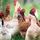 Poultry & Waterfowl LTD