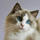 Cwtchycats