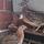 Pontopquails