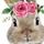 Shazbucks Bunnies