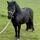 WinterleighHorses
