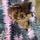 Cavalier King Charles puppies