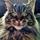 Kitty