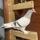 Pigeon breedz 2024