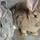T.J's Rabbit's