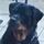 Daans rottie