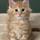 MaineCoons