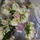 Blooming Essentials Ltd