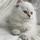 Samcat