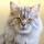 Posh purrfect pets