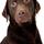 Diajewel Labradors