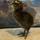 Quail Addict