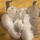 Ragdoll kittens for sale