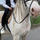 Horses123