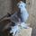 Best Pigeon