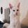 Maine Coon Mad