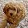 Clearview puppies 4you