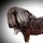 Lynne jack Shercole Shetland Pony Stud