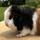 Compton & Majestic Cavies