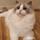 Sweethome Ragdolls