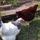PegswoodPoultry