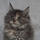 Midna Cattery