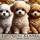 Esponjoso Kennel - Royal pups