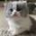 Claires_cats