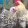 Jill's Happy Hens