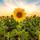 Girasol