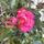 Cornish flora