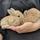 Rabbitbun44
