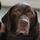 The Pet Partnership Limited - Di or Linda