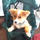 corgi