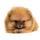 Pomeranian Puppies