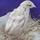 Quail Collective