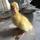 BR POULTRY & BIRDS