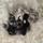 Mindy's Maine coons