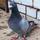 Racer pigeon loft