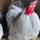 eastsussexpekins