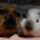 Leocavies