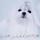 Winter Wonderland Maltese