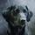 Mwynglawdd Labradors