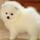 Annie's poms
