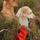 Poppy C