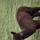 Hollin Moor Alpacas