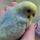 Golden Wings Aviaries