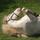 4hoofdrive